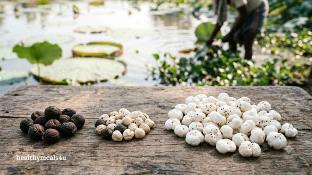 popped seed of Euryale ferox, a water lily that grows in the wetlands of Bihar.